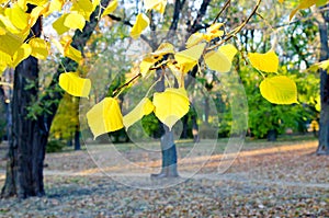 Selective focus on the yellow fall leaves in the foreground