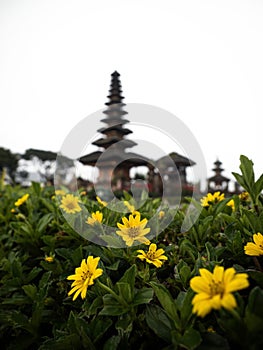 Selective focus of yellow flower green plant at Pura Ulun Danu Beratan hindu Shiva water temple Bedugul Bali Indonesia