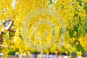 Selective focus Yellow flower of province,Songkran of thailand,Cassia fistula,Golden Shower Tree