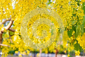 Selective focus Yellow flower of province,Songkran of thailand,Cassia fistula,Golden Shower Tree photo