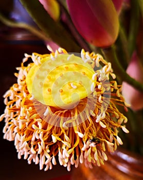 Selective focus on a yellow flower wilted petals and pollen