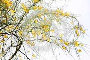 Selective focus of yellow flowers Parkinsonia aculeata tree on isolated