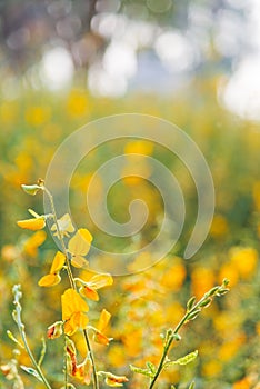 Selective focus of yellow flowers Sunn hemp field