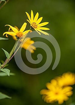 Selective focus of yellow Jerusalem artichoke (Helianthus tuberosus) growing on a green background