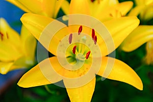 Selective focus: yellow lily flower, close up. Macro brown-orange stamens and light green pistil. Picture for post