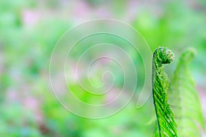 Selective focus on the young fern frond or leaf with copy space using as nature blurred background or wallpaper.