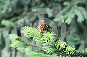 Selective focus young fir cone on branch with light green needles on blurred background of green trees. Natural background. The