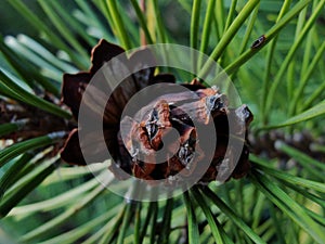 Selective focus young fir cone on branch with light green needles on blurred background of green trees. Natural background.New lar