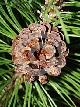 Selective focus young fir cone on branch with light green needles on blurred background of green trees. Natural background.New lar