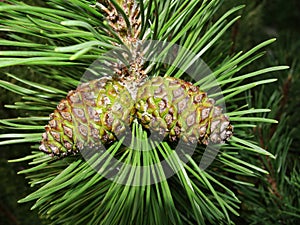 Selective focus young fir cone on branch with light green needles on blurred background of green trees. Natural background.New lar