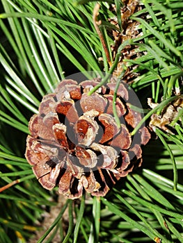 Selective focus young fir cone on branch with light green needles on blurred background of green trees. Natural background.New lar