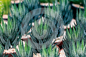 Selective focus Zebra Haworthia Fasciata suculent plant.Cactus and Succulent a hobby plants.