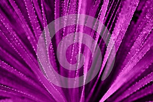 Selective focuse aloe close up background toned purple photo