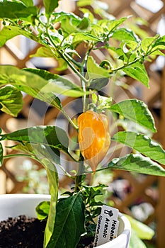 Selective focuse of hot spicy jalapeno brown plant