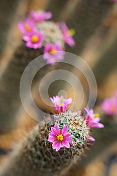 Selective focused of blooming cactus flowers