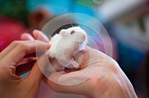 Selective Focused Cute Little Exotic Female Winter White Dwarf Hamster stands on owner hand. Winter White Hamster is known as