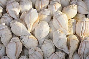 Selective focused view of conch or shankh in an Indian holy and pious market