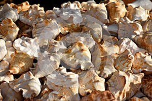 Selective focused view of conch or shankh in an Indian holy and pious market