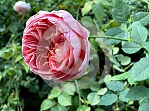 Rosa centifolia (Pink Cabbage) Rose blooming in a Garden photo