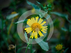 A selective focused view of yellow flower