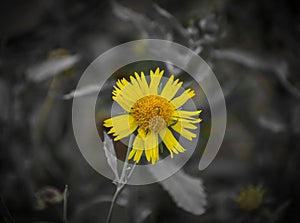 A selective focused view of yellow flower