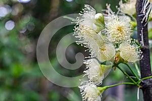 Selective focused white java apple or wax apple flowers on a branch with copy space
