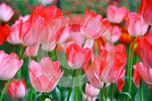 Selective focusing on Beautiful blooming pink tulips on blurred background with bokeh of tulip pattern