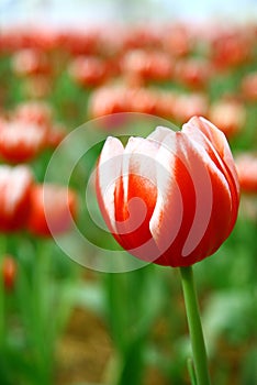 Selective focusing on bouquet of Red White tulips in the field