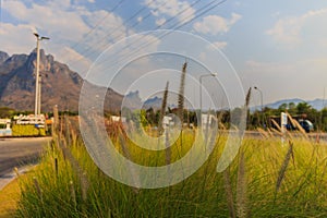 Selective focusing of a grass flower