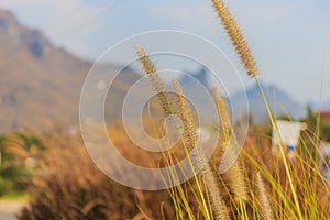 Selective focusing of a grass flower