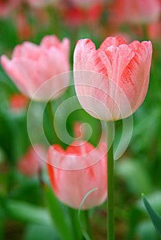 Selective focusing on light pink tulip with soft focus of many tulips surrounding in the garden background