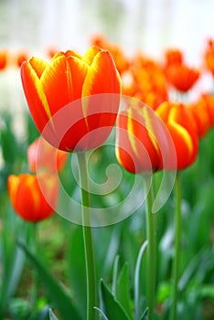 Selective focusing on Orange-red tulips in the spring garden with soft blurry background