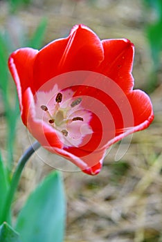 Selective focusing on pollen of red tulip in the garden with natural light and background
