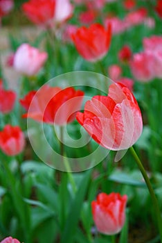 Selective focusing on Red tulip with soft focus of many tulips surrounding in the garden background