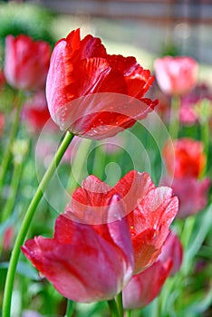 Selective focusing on Red tulip with soft focus of many tulips surrounding in the garden background