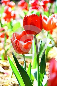 Selective focusing on Red tulip with soft focus of many tulips surrounding in the garden background