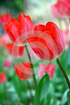 Selective focusing on Red tulip with soft focus of many tulips surrounding in the garden background