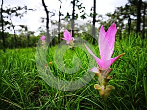 Selective focusing on Siam tulip flower with background of green meadow in rain forest on cloudy day