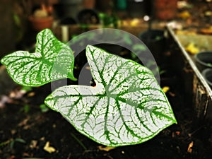Selective focusing on textured and lines of Long-Leaf Caladium bicolor called Angel-Wings, Elephant-Ear in the home garden