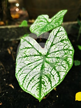 Selective focusing on textured and lines of Long-Leaf Caladium bicolor called Angel-Wings, Elephant-Ear in the home garden