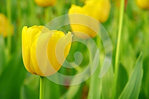 Selective focusing on Yellow tulips in the spring garden with soft blurry background