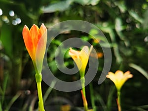 Selective focusing on Zephyranthes blooming with garden background under sunshine. Rain lilies are flowers of West wind