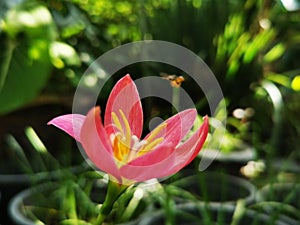 Selective focusing of Zephyranthes Sh. Apple Jack blooming with garden background. Rain lily is flower of West wind