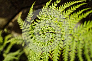 A selective focussed image of a long plant leaf after monsoon