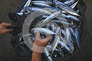 Sardines fish as background on the market