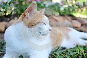 In selective foucs white brown cat taking a nap on green grass field with sunlight