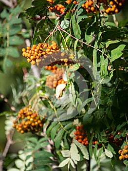 Selective fpcus shot of Orange berries with green leaves in the tree