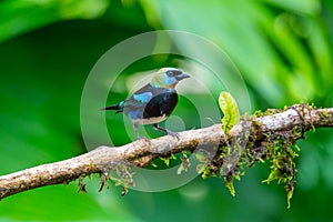 Selective of a Golden-hooded tanager (Stilpnia larvata) on a branch