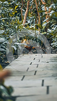 Selective of golden pheasant (Chrysolophus pictus) in a tropical garden