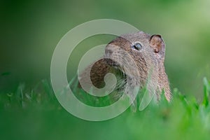 Selective of a greater guinea pig (Cavia magna) in green grass